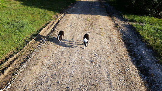 Doggles going for a walk in Iowa