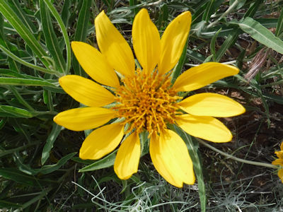 Purty Flower