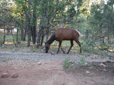 Elk near Grand Canyon