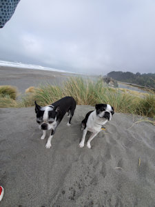 The girls, quite excited by the beach.
